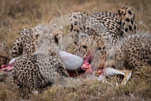 Cheetah and four cubs feed on carcase