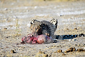 Cheetah with a fresh kill