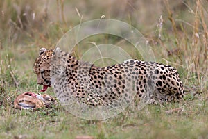 Cheetah with fresh kill in the Masai Mara, Kenya, Africa