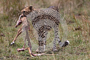 Cheetah with fresh kill in the Masai Mara, Kenya, Africa