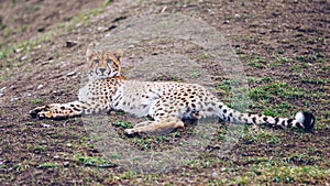 Cheetah, friendly animals at the Prague Zoo. View of the cheetah in the Prague Zoo. Cheetah relaxing on a grass hill. Predatory