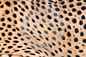 Cheetah fur