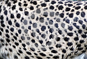 Cheetah fur closeup