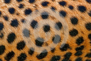 Cheetah fur coat spotted detail. Acinonyx jubatus, detail close-up portrait of wild cat. Fastest mammal on the land, Nxai Pan