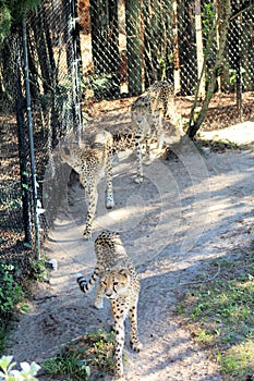 Cheetah Gang
