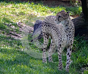 A Cheetah Gazing