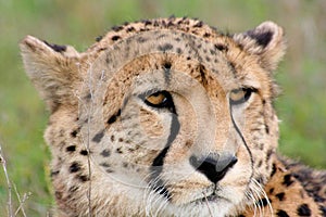 Cheetah gazing