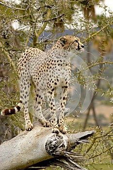 Cheetah gazing into the distance for prey and keeping an eye on her domain.