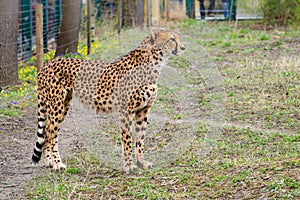 Cheetah Gepard, Acinonyx jubatus