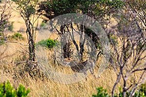 The cheetah goes into the bush. Kenya