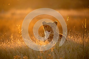 Cheetah in the golden afternoon light.