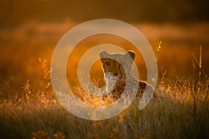 Cheetah in the golden afternoon light.