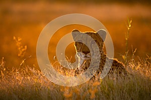 Cheetah in the golden afternoon light.