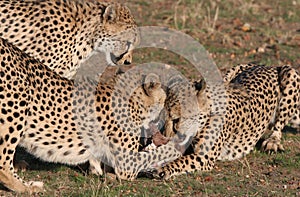 Cheetah grabbing for meat