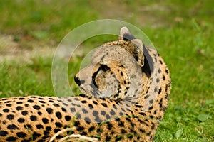 Cheetah in grass