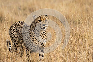 Cheetah in Grass Close Up