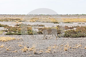 Cheetah in the grass of Etosha Park, Namibia