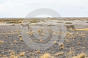 Cheetah in the grass of Etosha Park, Namibia