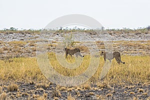 Cheetah in the grass of Etosha Park, Namibia