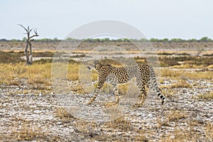Cheetah in the grass of Etosha Park, Namibia