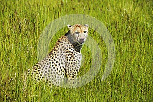 Cheetah in the grass in the natural environment