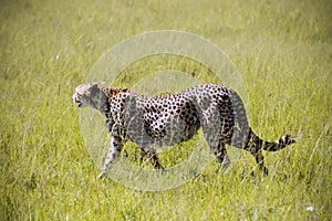 Cheetah in the grass in the natural environment