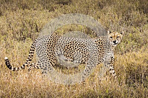 Cheetah in the grass during safari at Serengeti National Park in Tanzania. Wild nature of Africa