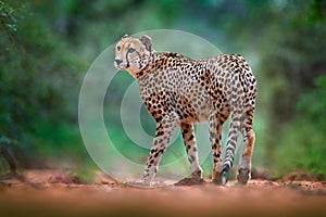 Cheetah on gravel road, in forest. Spotted wild cat in nature habitat. Cheetah in green vegetation, Okawango, Botswana in Africa