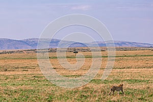 Cheetah in the Greenland savannah on the lookout in the Maasai Mara National Game Reserve Park Riftvalley Narok County Kenya East