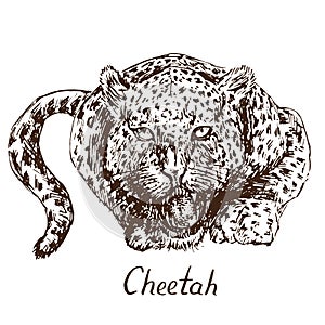 Cheetah growling, has opened an embittered mouth, canines