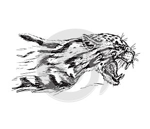 Cheetah growling, has opened an embittered mouth, canines, hand drawn ink doodle, sketch, vector illustration