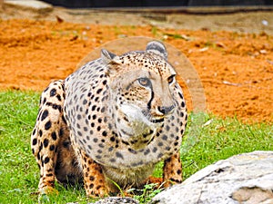 Cheetah Guarding Lure Prey
