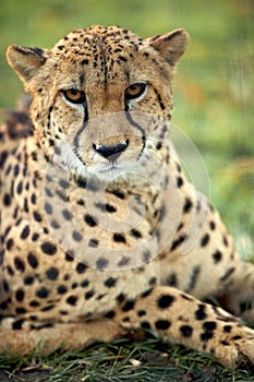 Cheetah - guepard