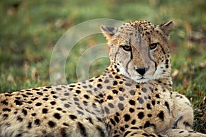 Cheetah - guepard