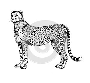 Cheetah, guepard wild cats illustration