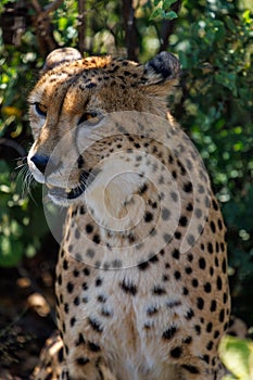 Cheetah (Guepardo) Cat Portrait photo