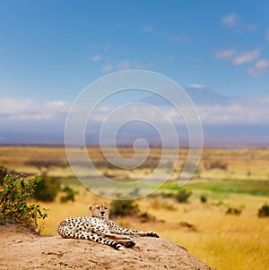 Cheetah having rest on a hill of Kenyan savanna