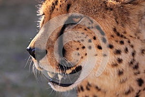 Cheetah head close up