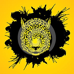 Cheetah head