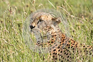 Cheetah Hiding in Tall Grass in Tanzania