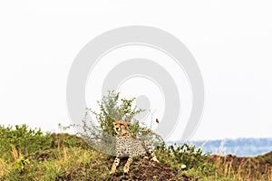 Cheetah on the hill. View point in savanna. Masai Mara, Kenya