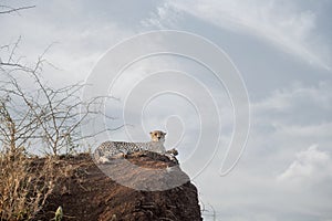 Cheetah on a hillside in South Africa