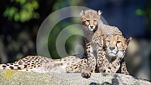 Cheetah and his cub on a stone