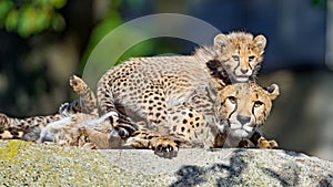 Cheetah and his cubs on a stone