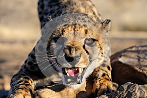 Cheetah hiss, head portrait, namibia photo