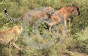 Cheetah Hunt 2