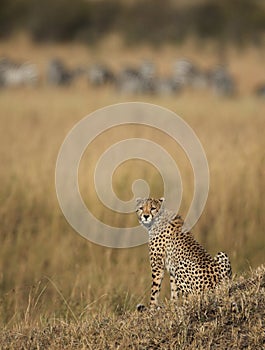 Cheetah hunting