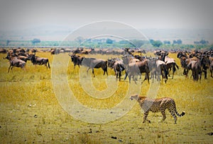 Cheetah hunting photo