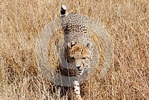 Cheetah hunting in the african savannah, kenya natural reserve, africa