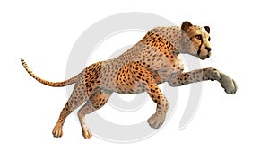 Cheetah hunting, animal on white background